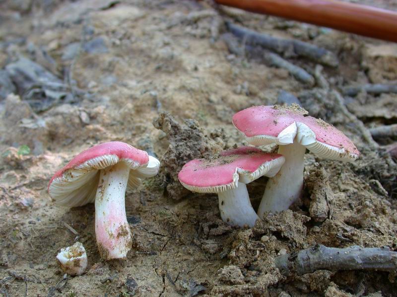 Russule per gli amici....